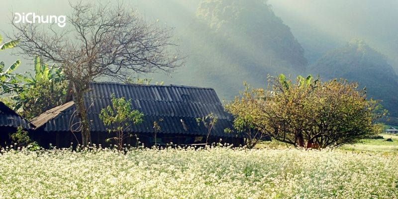 Du lịch Mộc Châu – Tổng hợp kinh nghiệm từ A-Z
