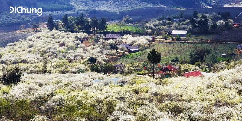 du lịch mộc châu 2