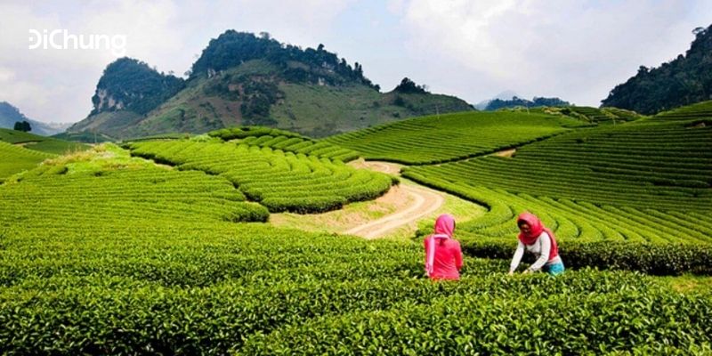 du lịch mộc châu 3