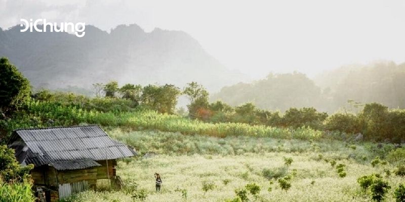 đi mộc châu mùa nào đẹp 7