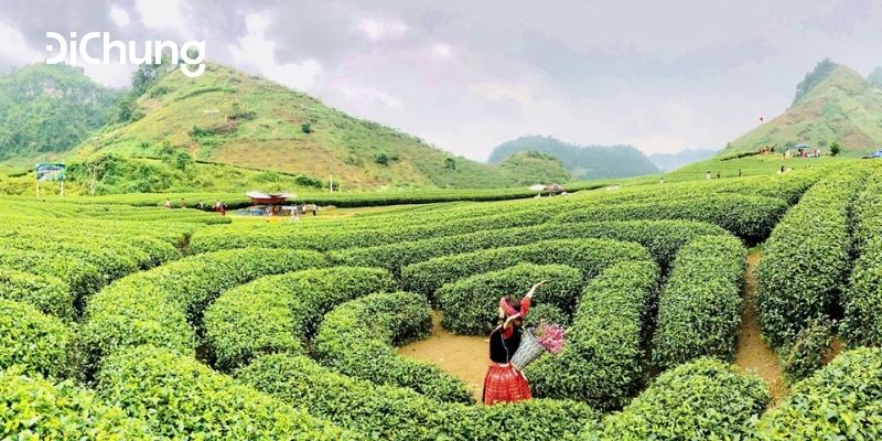 đi mộc châu mùa nào đẹp 5