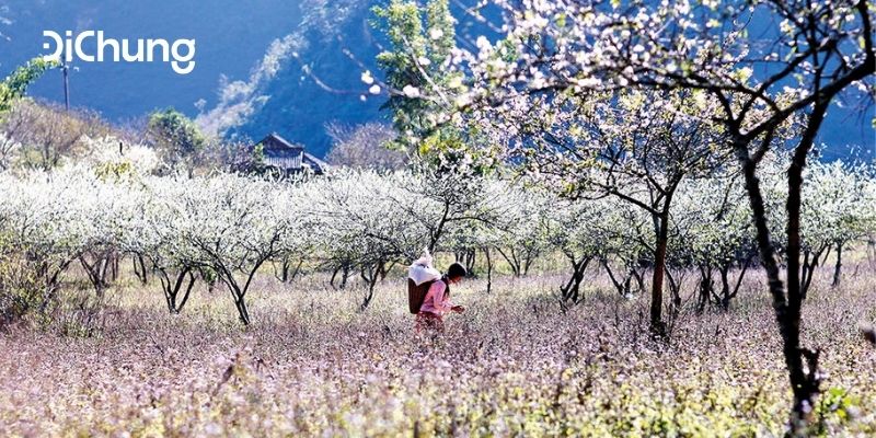 đi mộc châu mùa nào đẹp 4