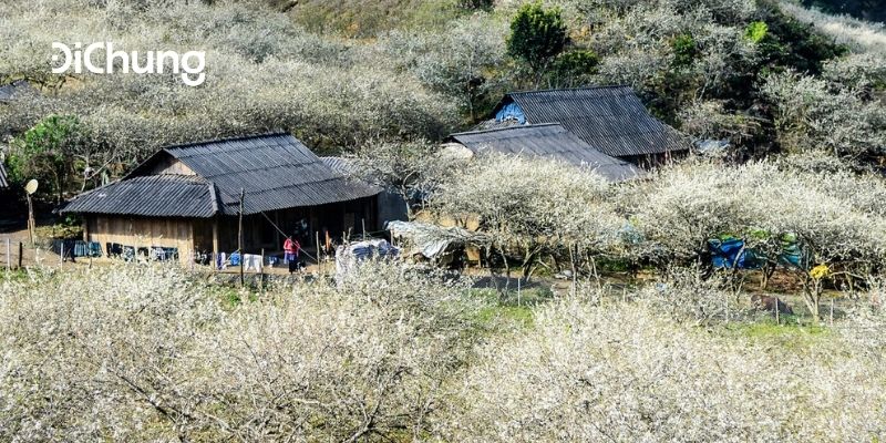 đi mộc châu mùa nào đẹp 3